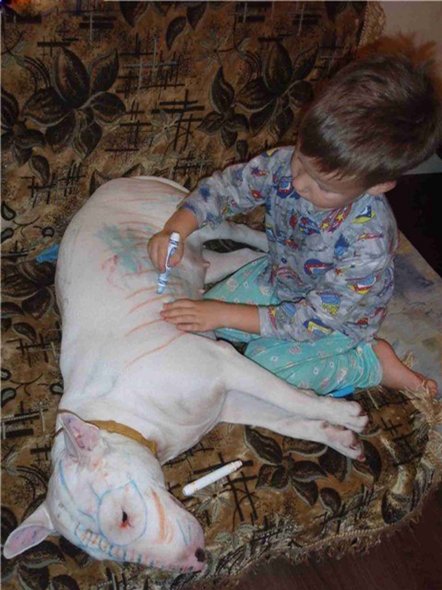 This little boy shows off his handiwork as his dog-tired pet keeps perfectly still