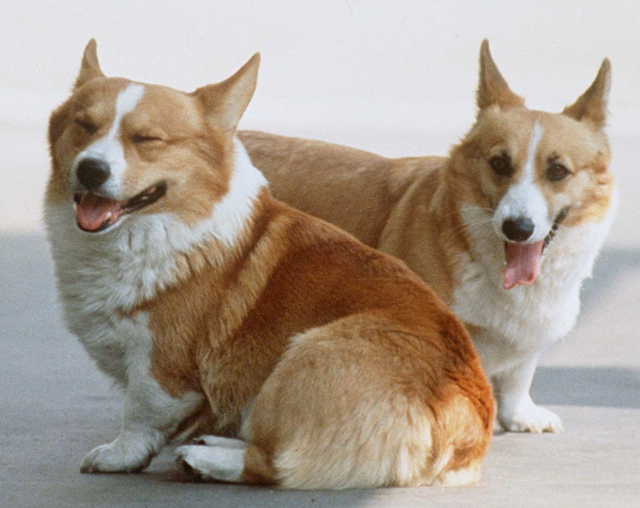 The personal assistants second book is about the Queens corgis
