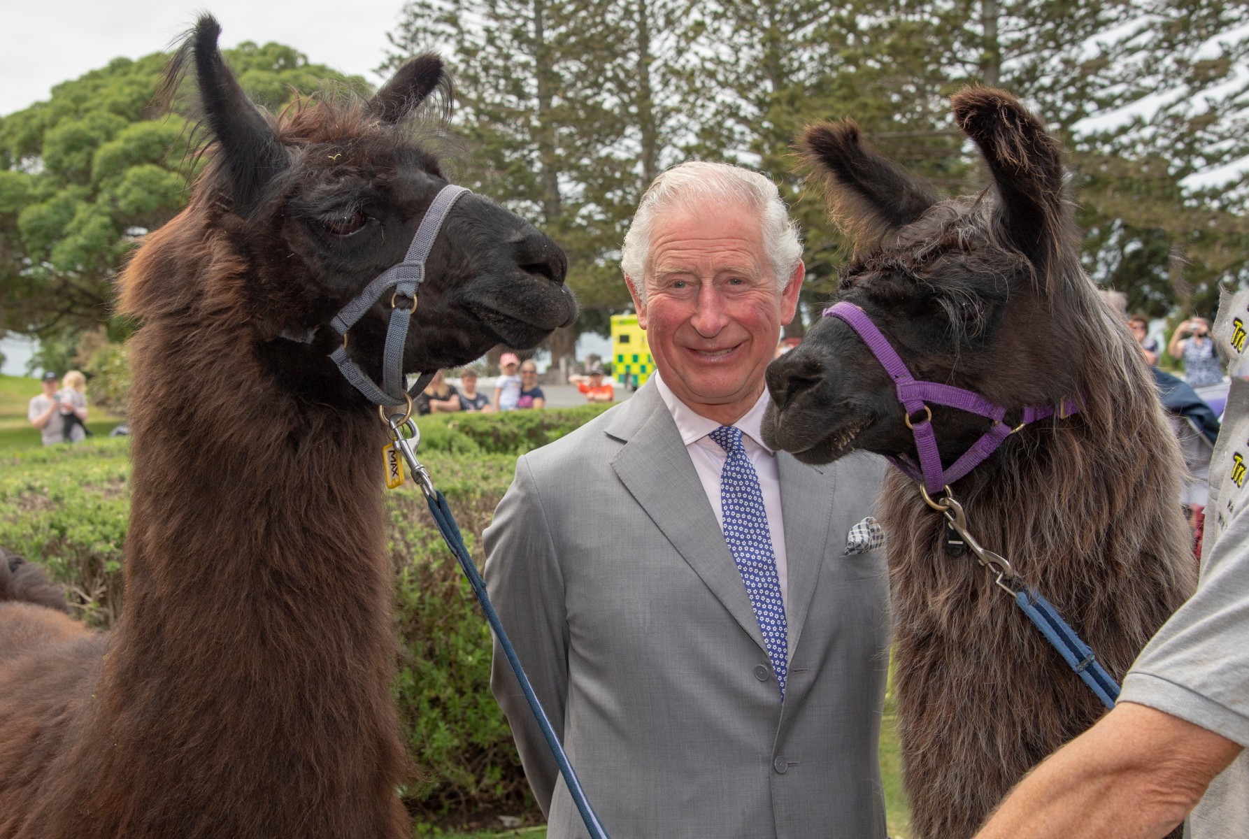 Prince Charles poses with some llamas, Legend and Max