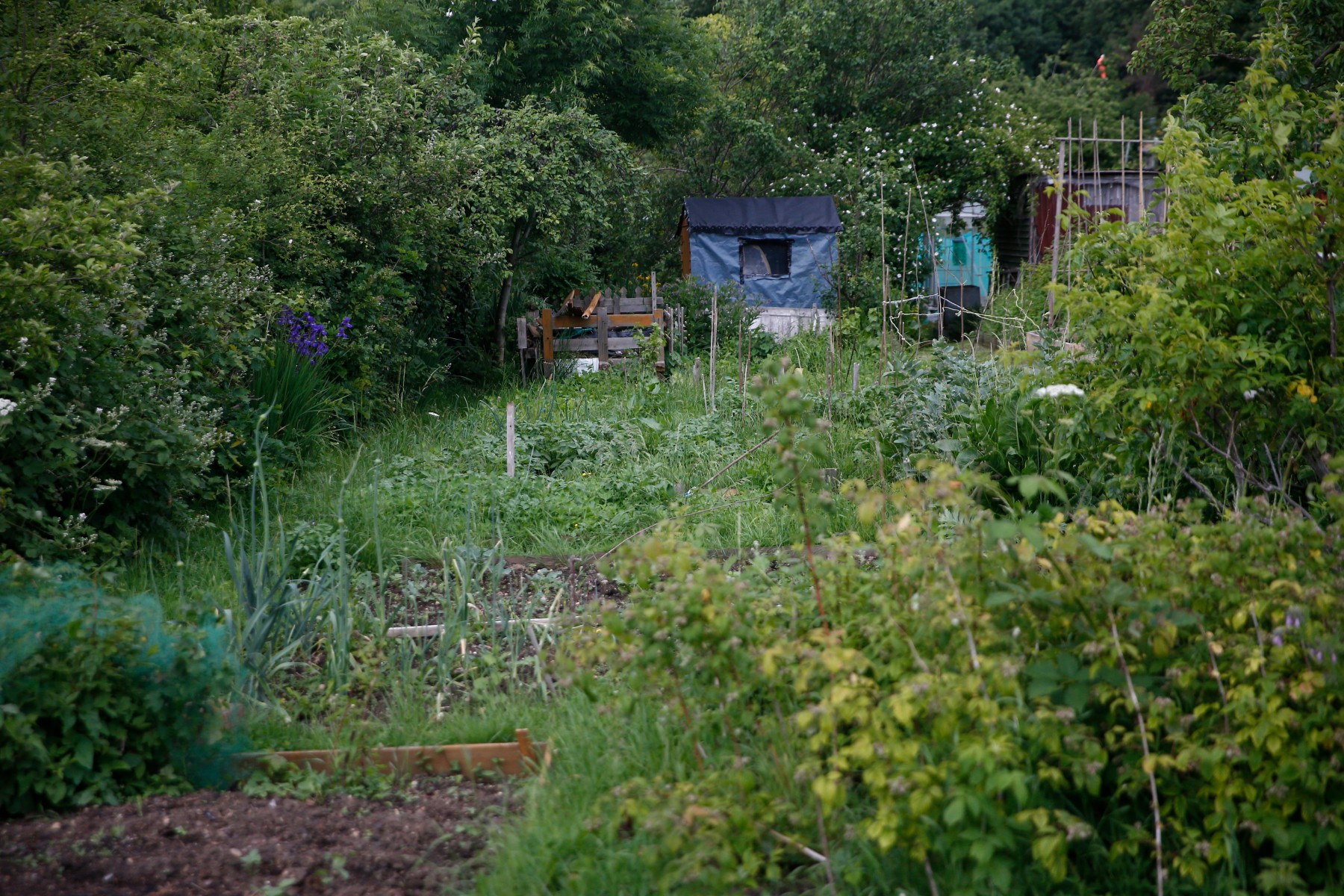 One couple are said to love a bit of dogging at the East Finchley allotment