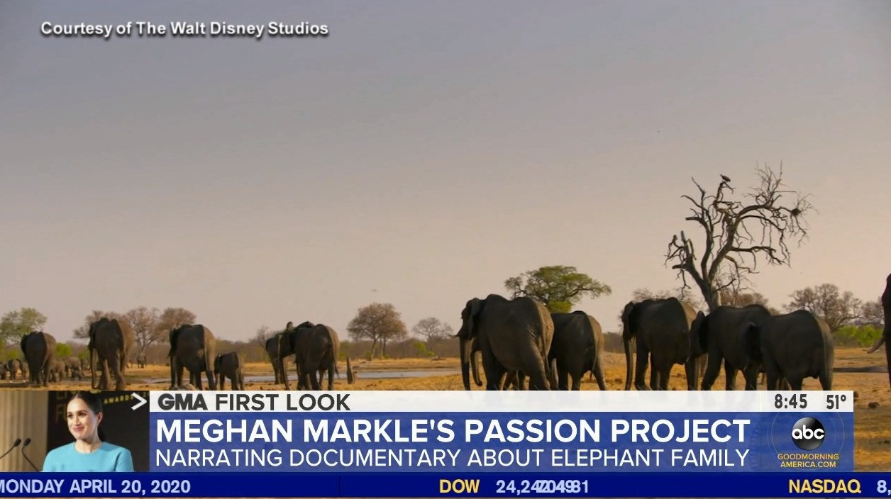 The documentary follows an elephant family on a 1,000-mile journey across Africa