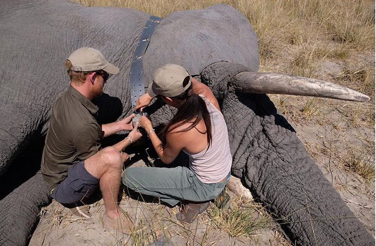 Meghan and Prince Harry with an elephant during a 2017 trip to Botswana