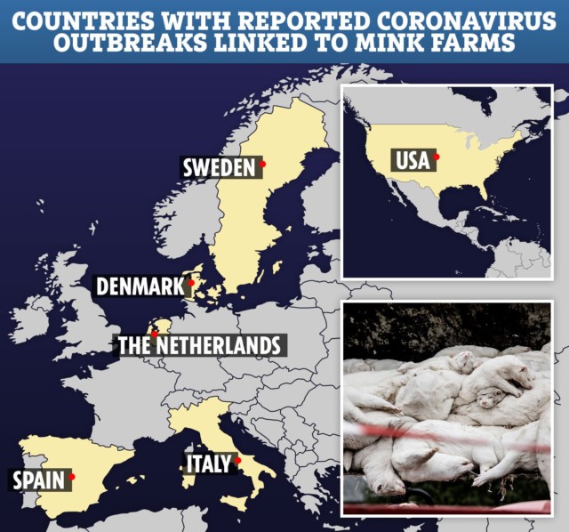 Six countries have reported coronavirus outbreaks linked to mink 